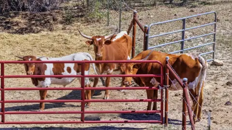 Fully Fenced Agricultural Land