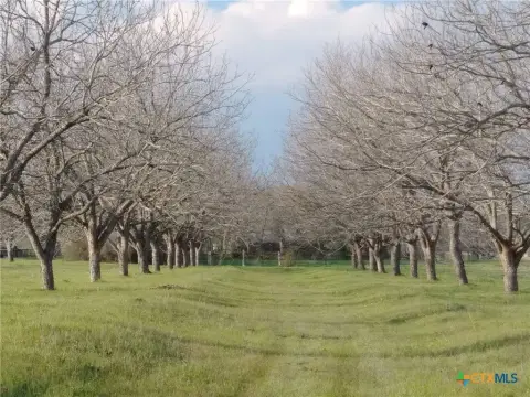 Fenced Agricultural Land with Pecan Grove
