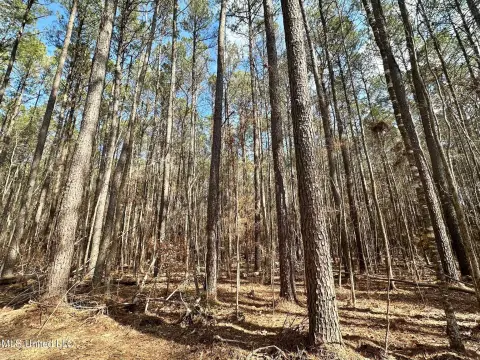 Timber and River Bottom Hunting Land