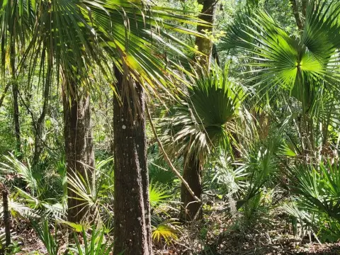 Wooded Land Parcel in Old Town