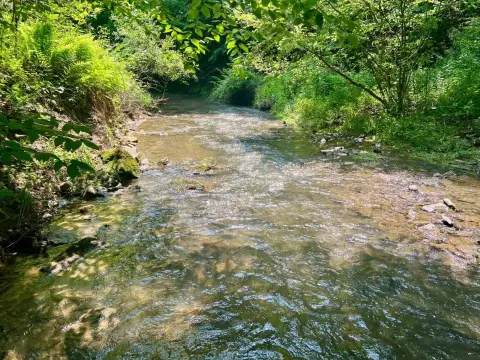 131 Acres of Wooded Land