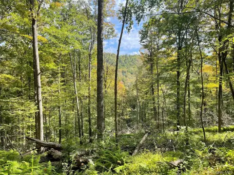 173 Acres in Catskills