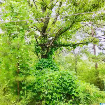 CHELSEA, AL Wooded Acreage