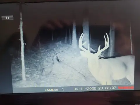 Mena, AR Mountain Property