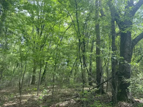 Lapine, AL Vacant Hunting Land