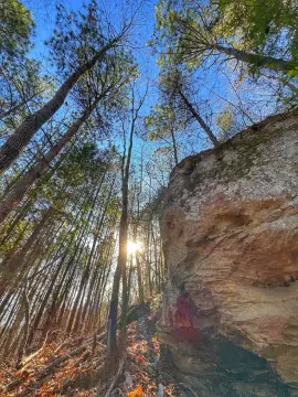 Timberland with Pine Plantation Bluffs