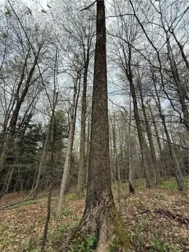 West Winfield Hunting and Timber Land