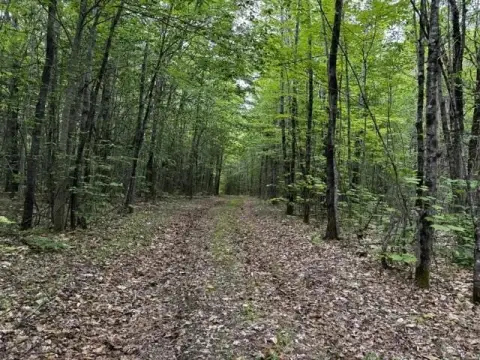 Wooded Hunting and Recreation Land