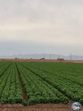 Prime Farmland in Westmorland, CA