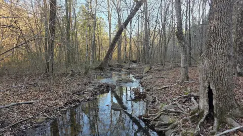 83-Acre Timberland Tract For Sale