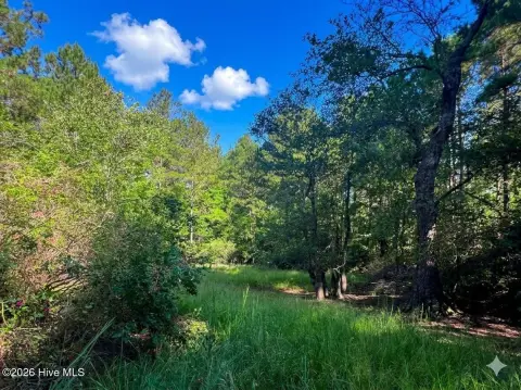 Pine Timberland with Existing Trail