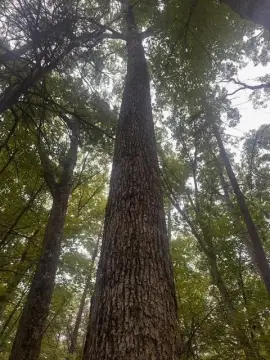 Wooded Land Parcel For Sale