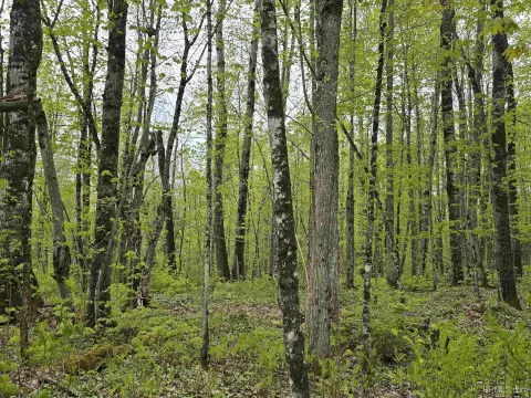 Wooded Recreational Land