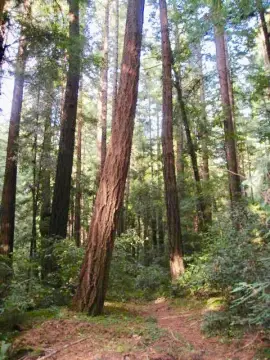 Residential Land in La Honda