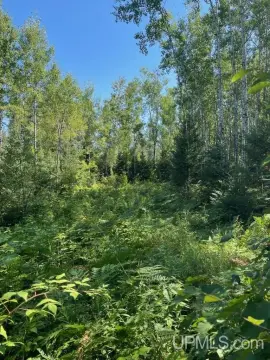 Wooded Waterfront Land