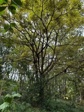 Agricultural Land with Timber Potential