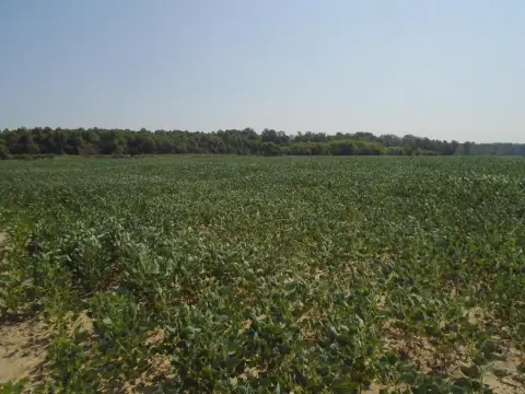 Hanson Cropland and Woodland Farm