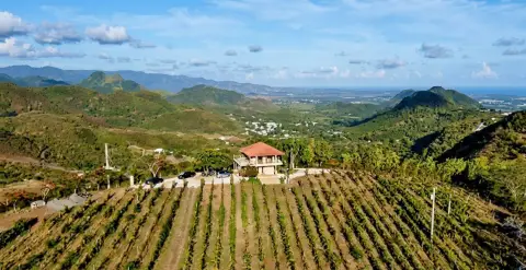 Vineyard Estate with Agricultural Buildings