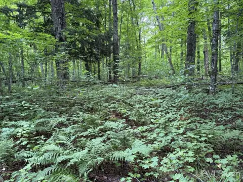 Wooded Land Parcel