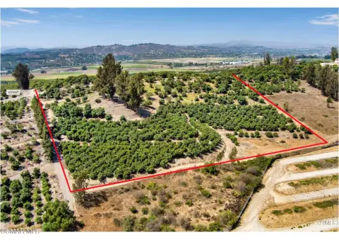 Producing Avocado Farm