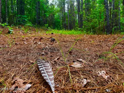 Recreational Hunting Land with Timber