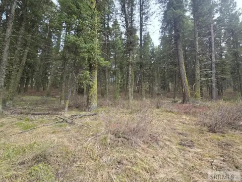 Wooded Lot Near Henrys Lake