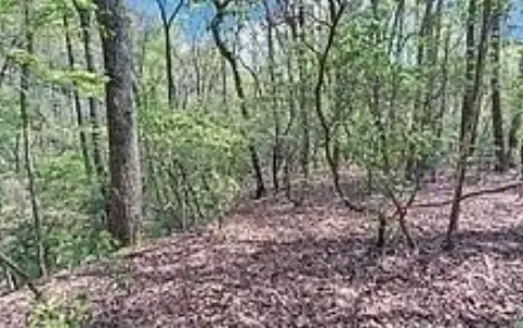 Wooded Lot Near National Forest