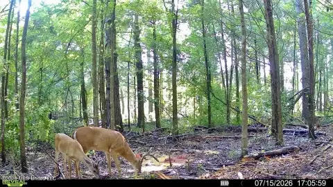 Hunting Land Tract with Pond