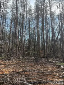Wooded Acreage in Morganton, NC