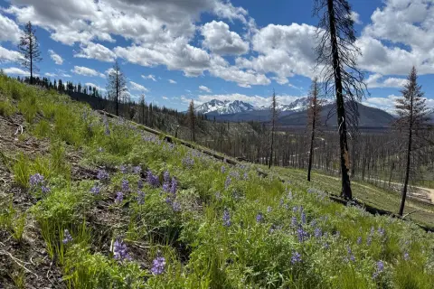 Mountain Homesite Land Opportunity