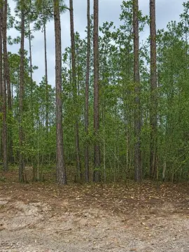 1.25 Acre Property in Palatka
