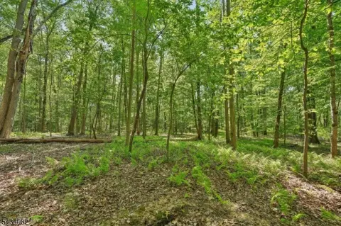 Wooded Land Parcel in Long Hill
