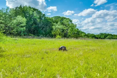 Stephenville Land with Native Grass
