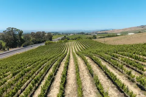 Fully Planted Cabernet Vineyard Land