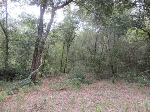 Wooded Lot Near Ocala Forest
