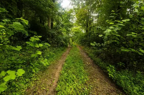 Wooded Hunting Land