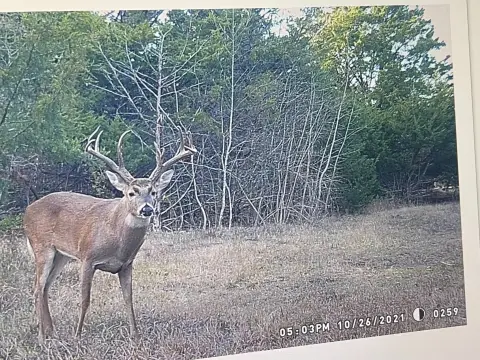 Hunting Land with Hardwood Timber