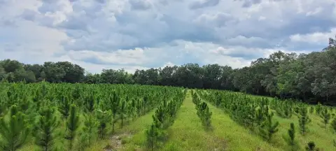 Timberland Parcel With Homesite