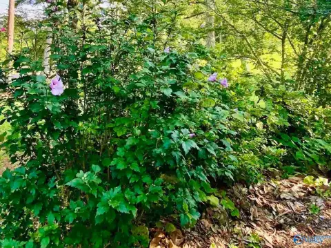 Bessemer, AL Land Opportunity