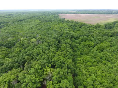 Avoyelles Parish Hunting Land