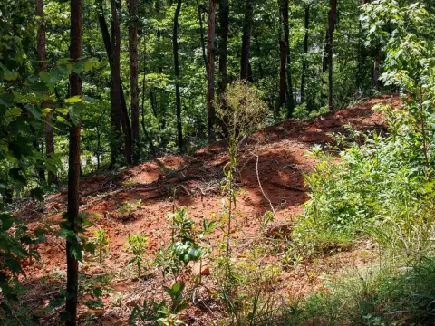 Wooded Lot in Tiny Mountain Estates