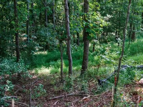 Wooded Lot in Tiny Mountain Estates