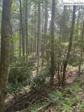 Wooded Lot in Summer Landing
