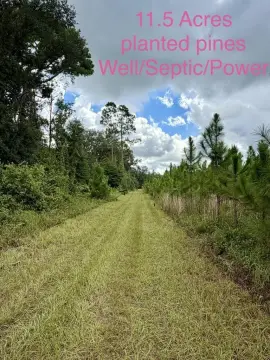 Planted Pine Agricultural Land