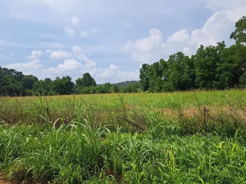 Pasture Land with Tree Cover
