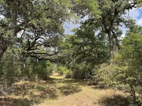 Hallettsville Wooded Acreage For Sale