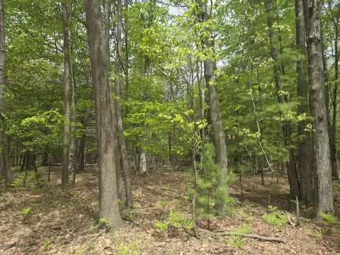 Wooded Land Near Lake Michigan