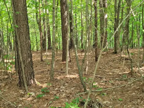 Undeveloped Land in Waynesboro, TN