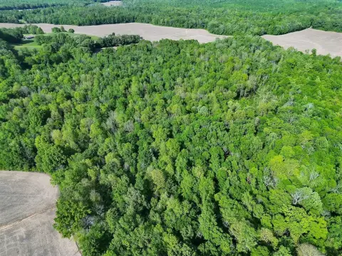 Centertown, KY Timbered Hunting Tract