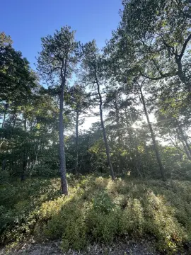 Wooded Homesite in Quiet Wellfleet